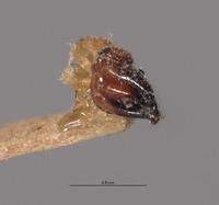 Ellychnia greeni image