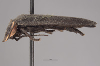 Ellychnia greeni image