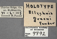 Ellychnia greeni image