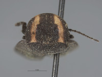 Ellychnia greeni image