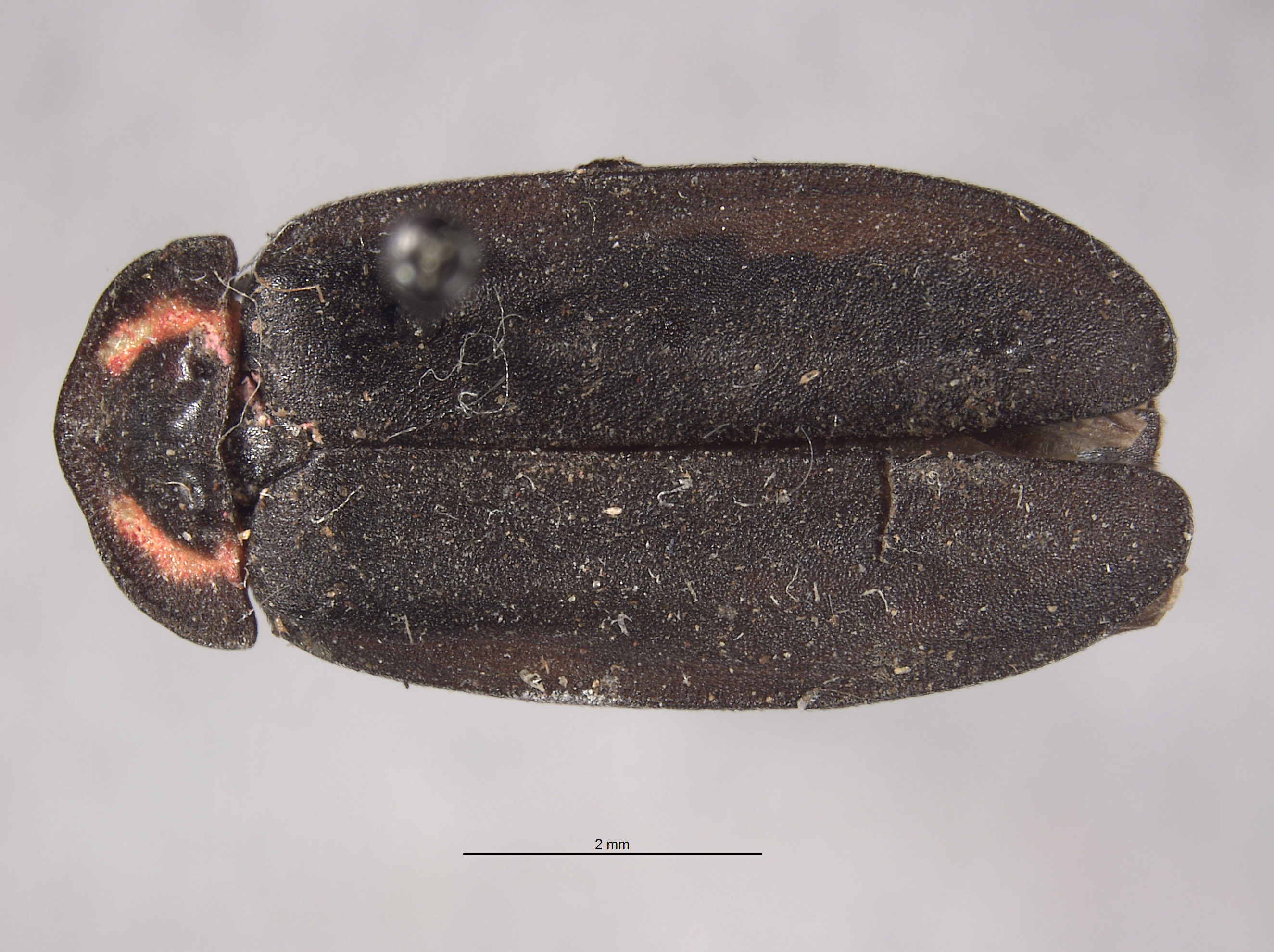 Ellychnia hatchi image