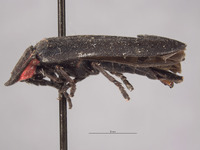 Ellychnia hatchi image