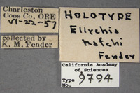 Ellychnia hatchi image