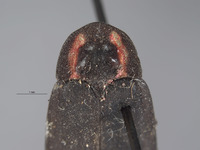 Ellychnia hatchi image