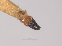 Ellychnia obscureovittatus image