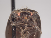 Ellychnia obscureovittatus image