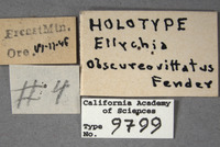 Ellychnia obscureovittatus image