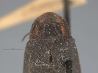 Ellychnia obscureovittatus image
