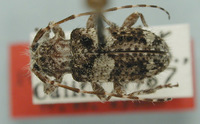 Image of Poliaenus abietis
