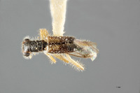 Isohydnocera californica image