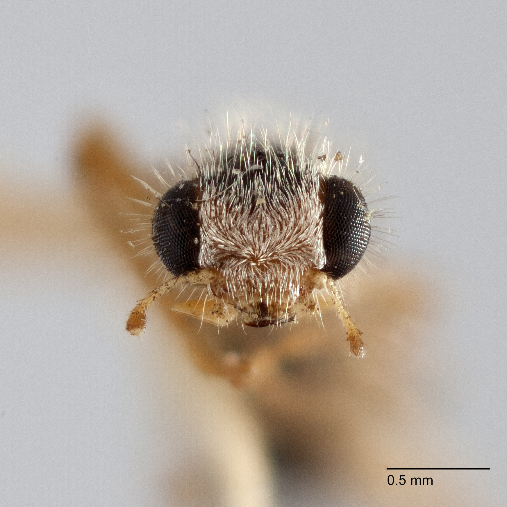 Isohydnocera californica image