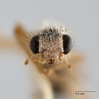 Isohydnocera californica image