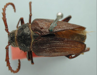 Image of Prionus rhodocerus