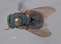Parnopes borregoensis image