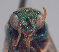 Parnopes borregoensis image