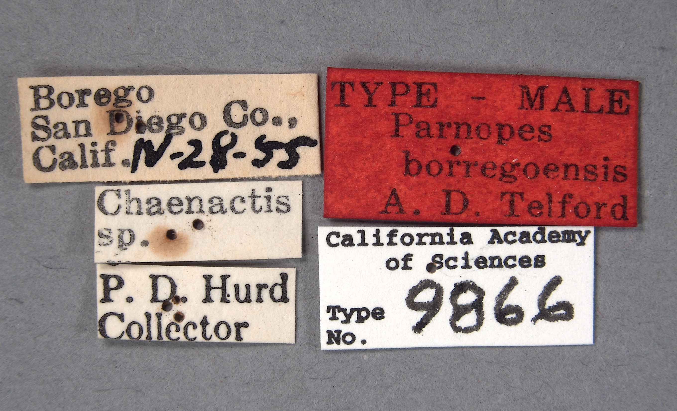 Parnopes borregoensis image