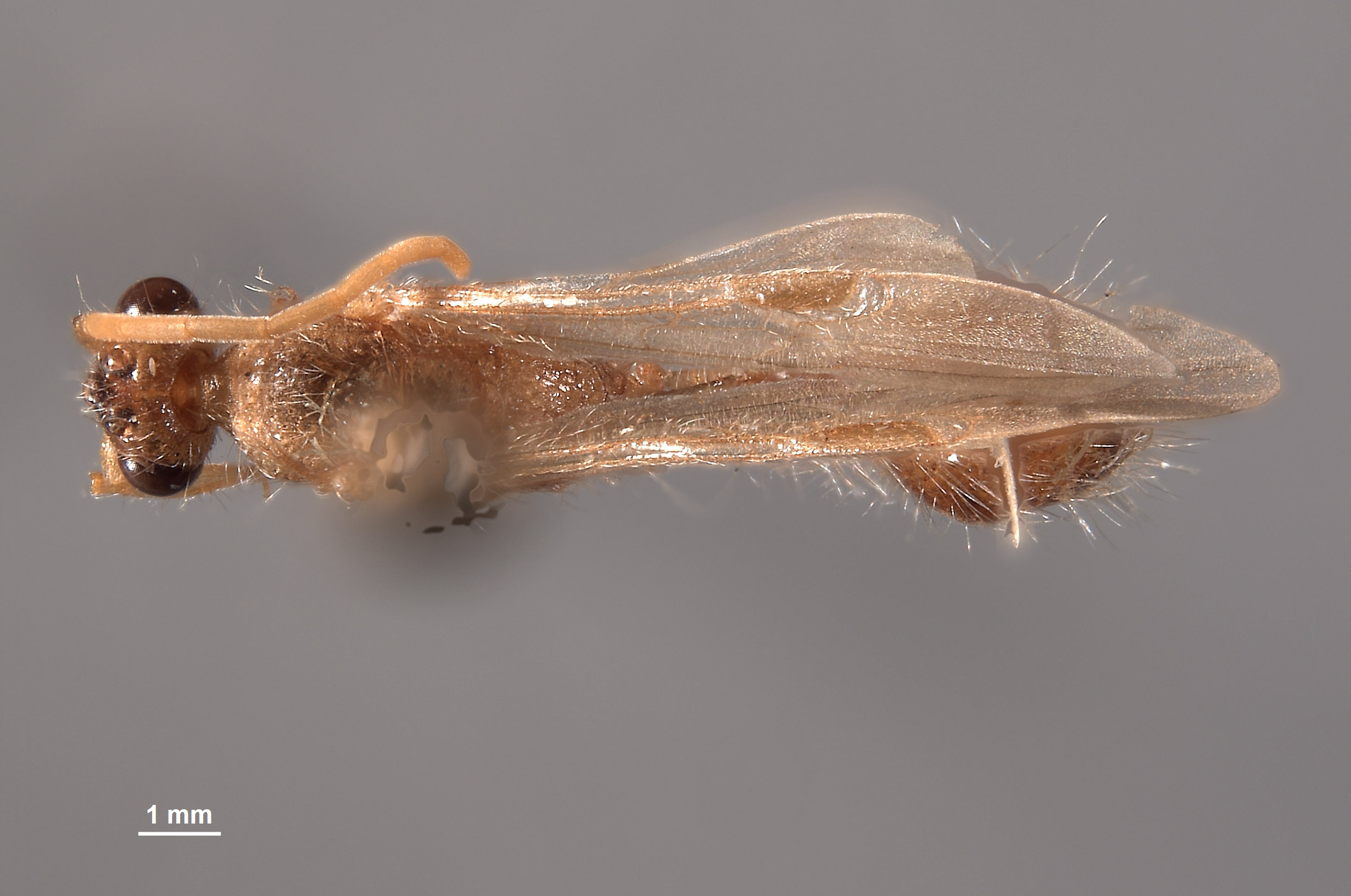 Chyphotes boharti image