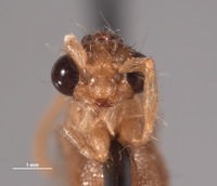 Chyphotes boharti image