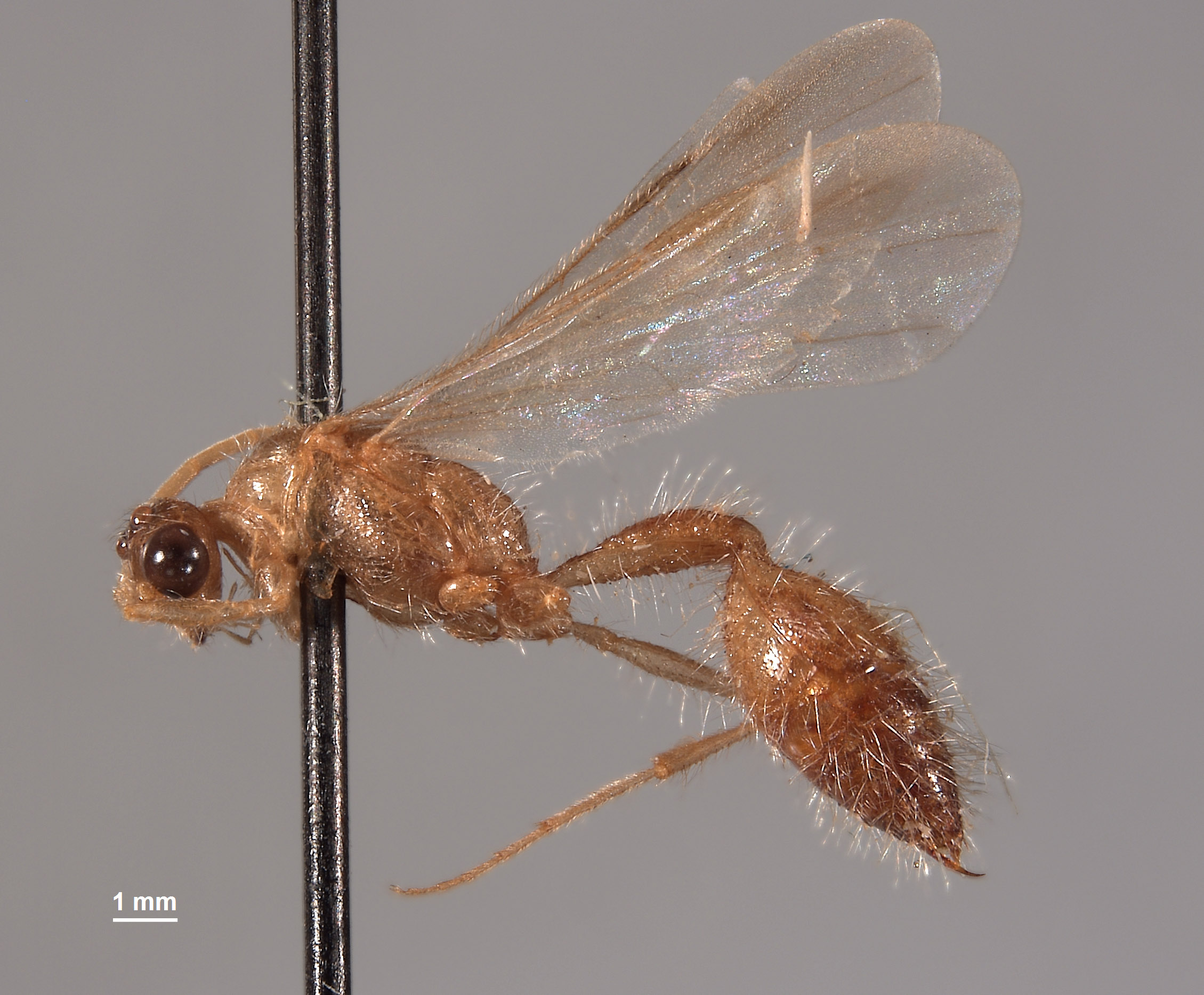 Chyphotes boharti image