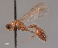 Chyphotes boharti image