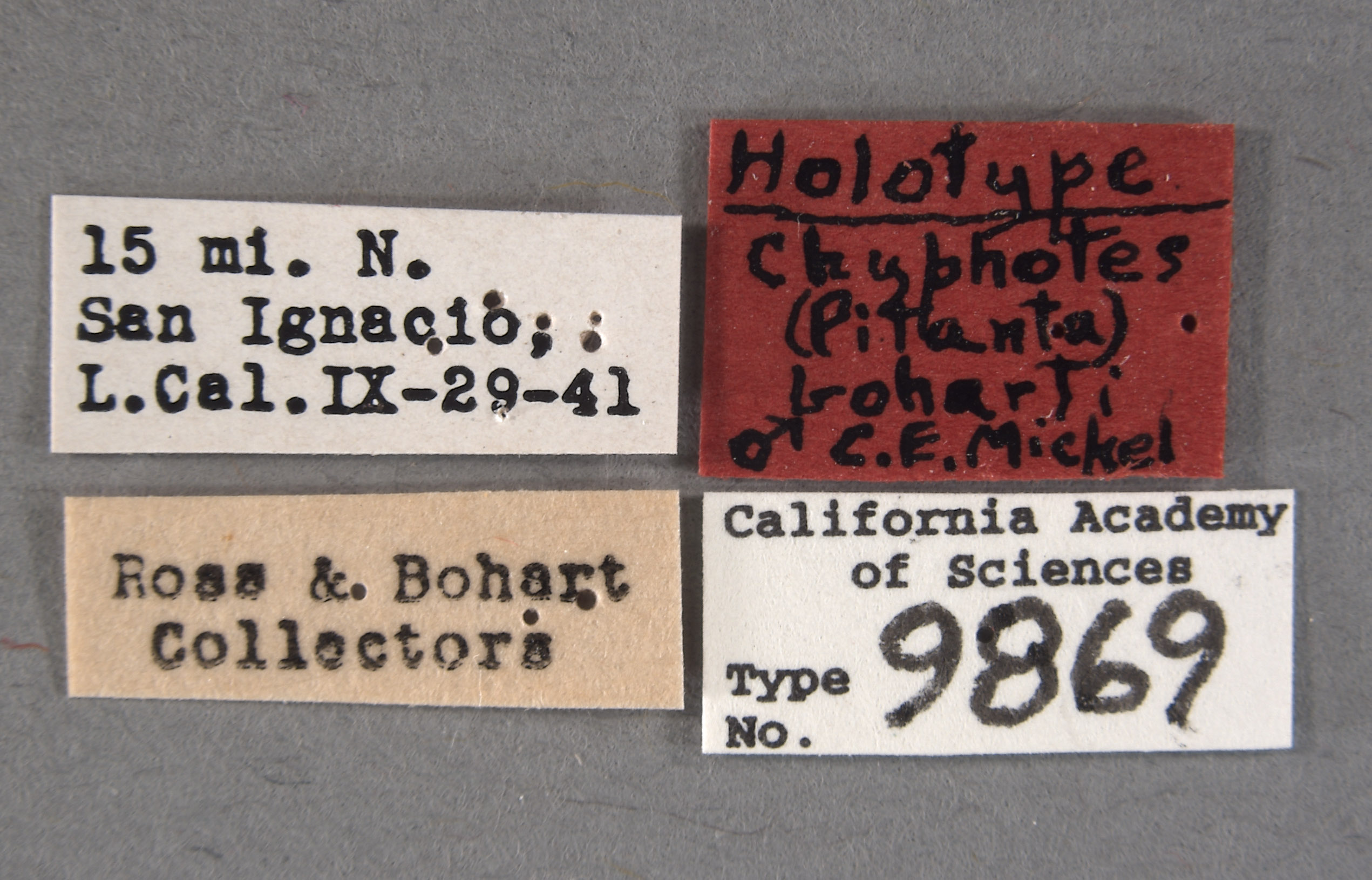 Chyphotes boharti image