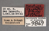 Chyphotes boharti image