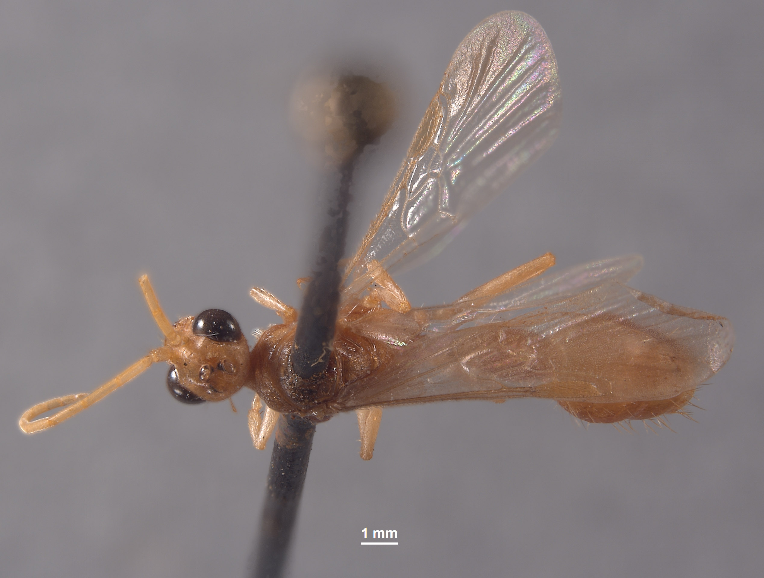 Chyphotes buzickyi image