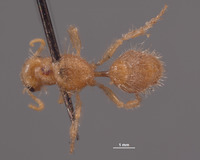 Chyphotes buzickyi image