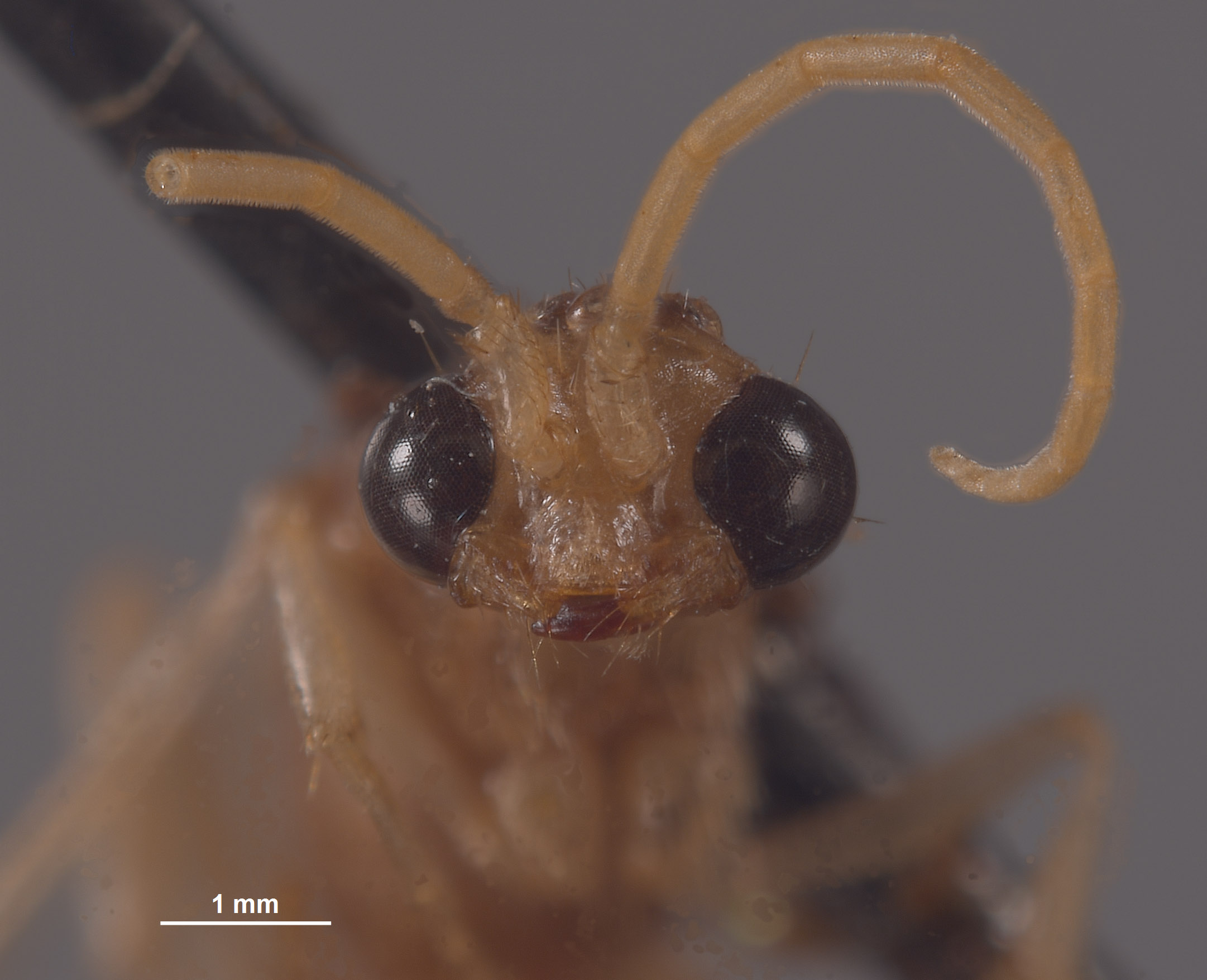 Chyphotes buzickyi image
