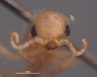 Chyphotes buzickyi image