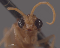 Chyphotes buzickyi image