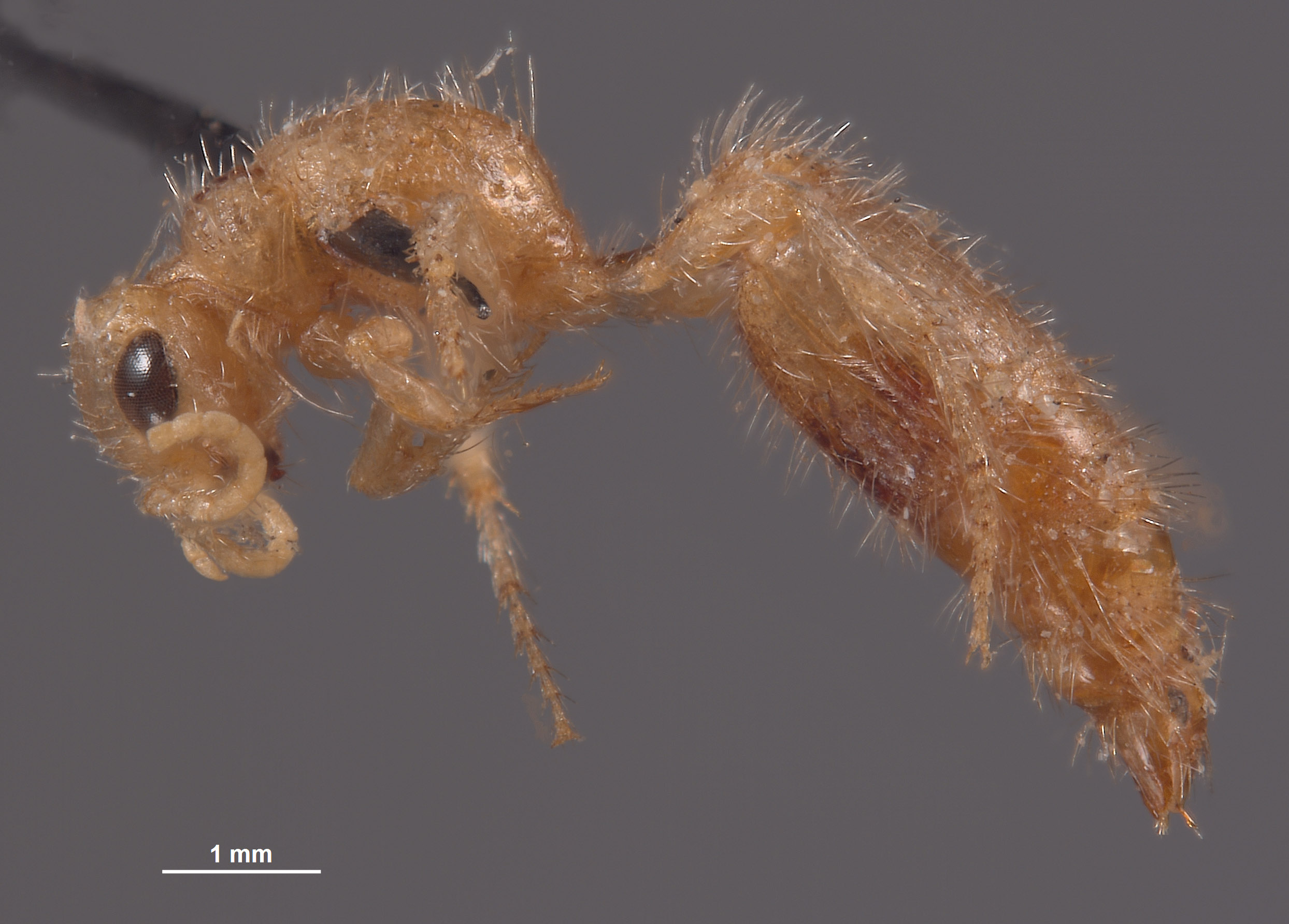 Chyphotes buzickyi image