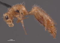 Chyphotes buzickyi image