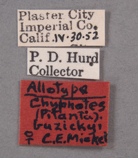 Chyphotes buzickyi image