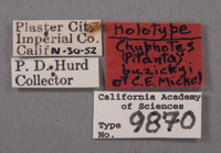 Chyphotes buzickyi image