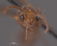 Chyphotes fuscipes image