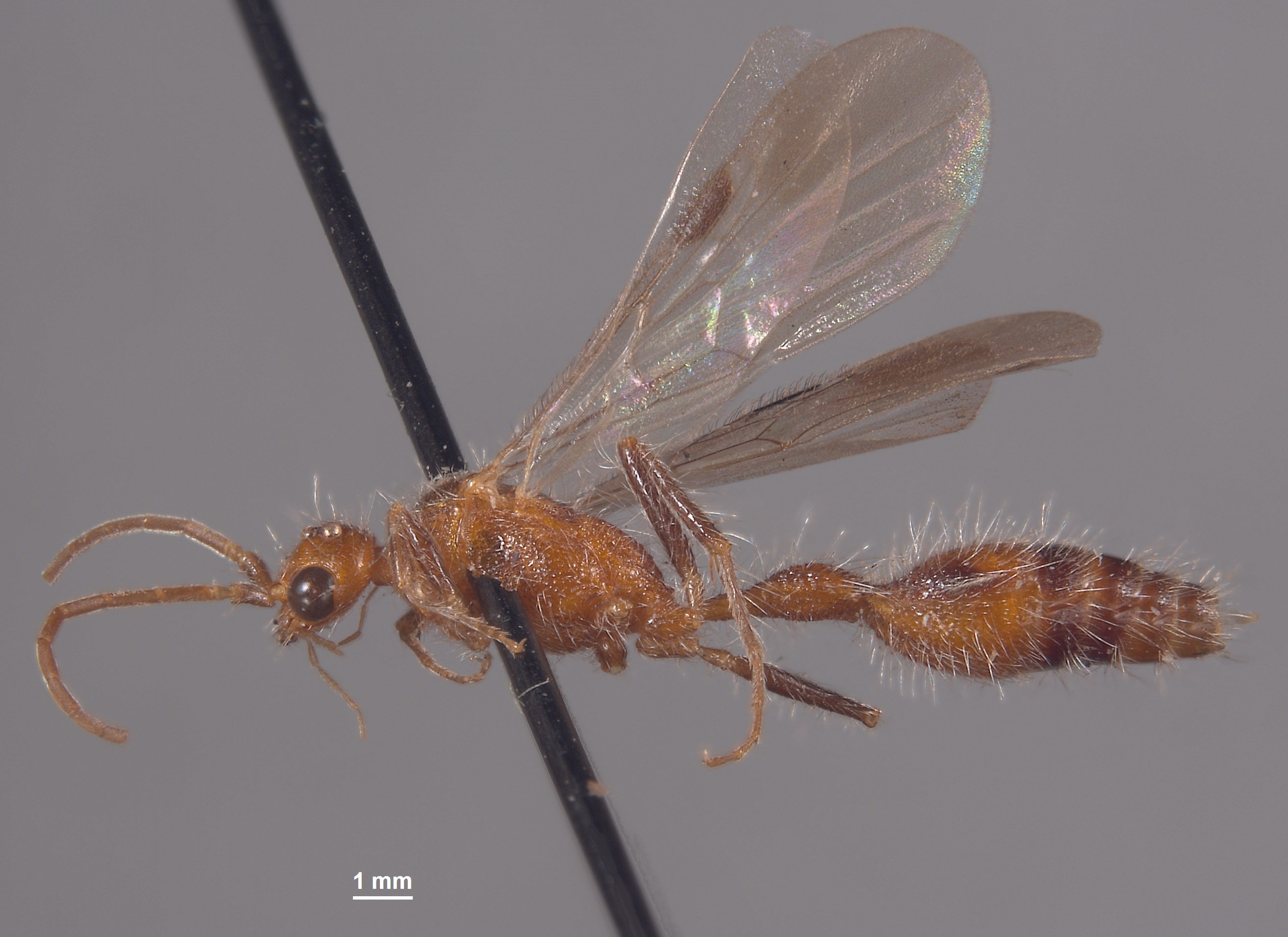 Chyphotes fuscipes image