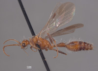 Chyphotes fuscipes image