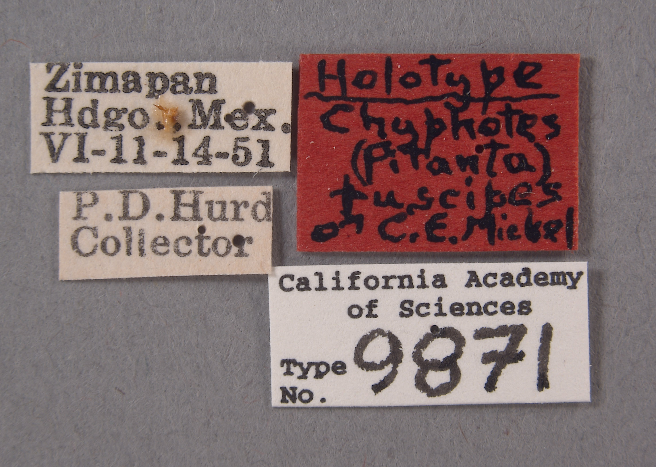 Chyphotes fuscipes image