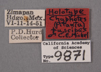 Chyphotes fuscipes image