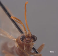 Chyphotes incredulus image
