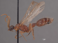 Chyphotes incredulus image