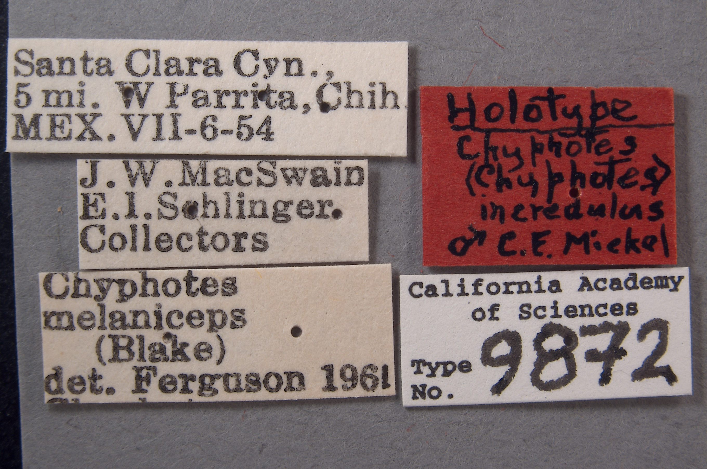 Chyphotes incredulus image