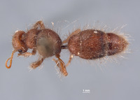 Chyphotes mandibularis image