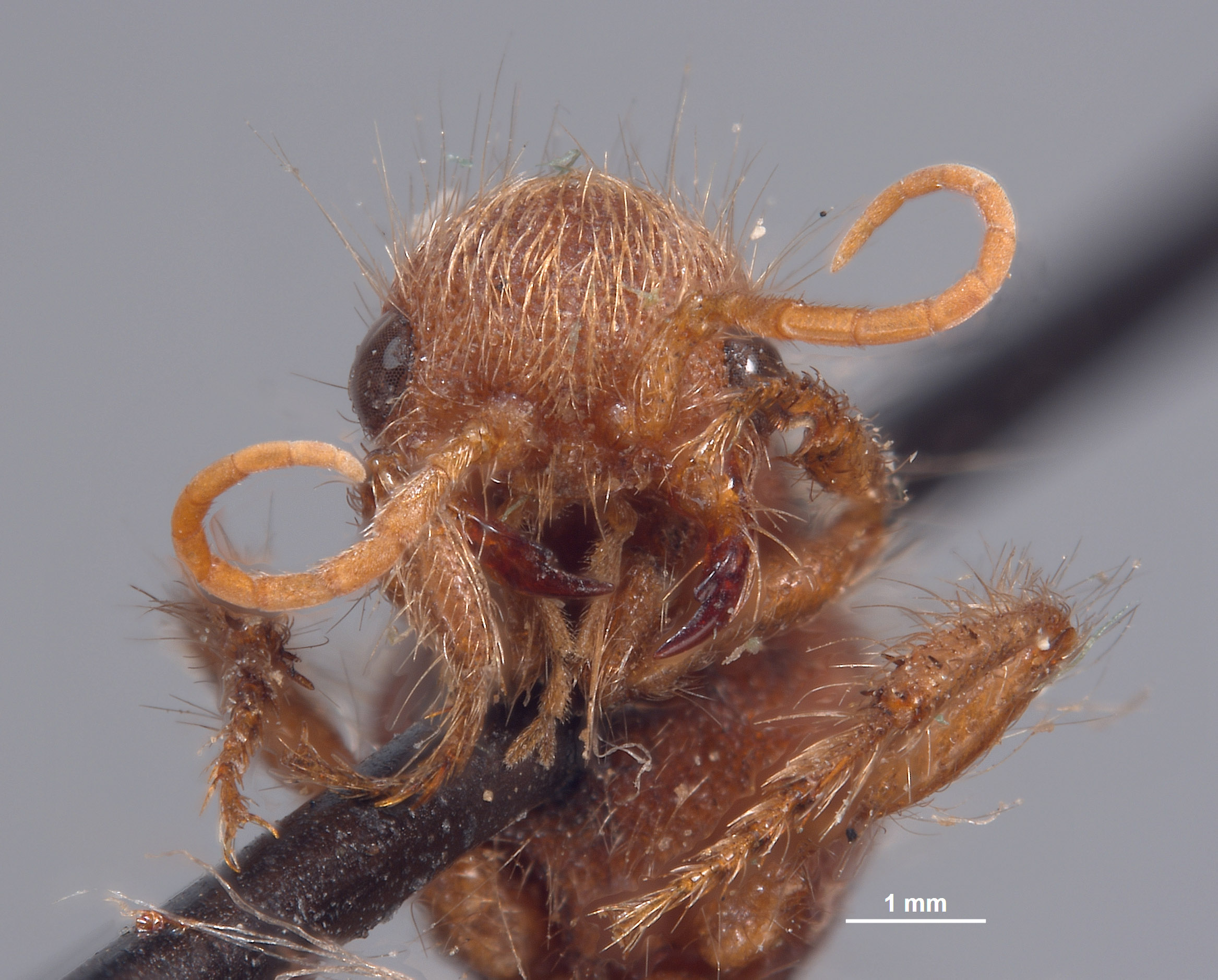 Chyphotes mandibularis image