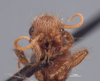 Chyphotes mandibularis image