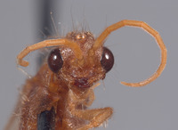 Chyphotes mandibularis image