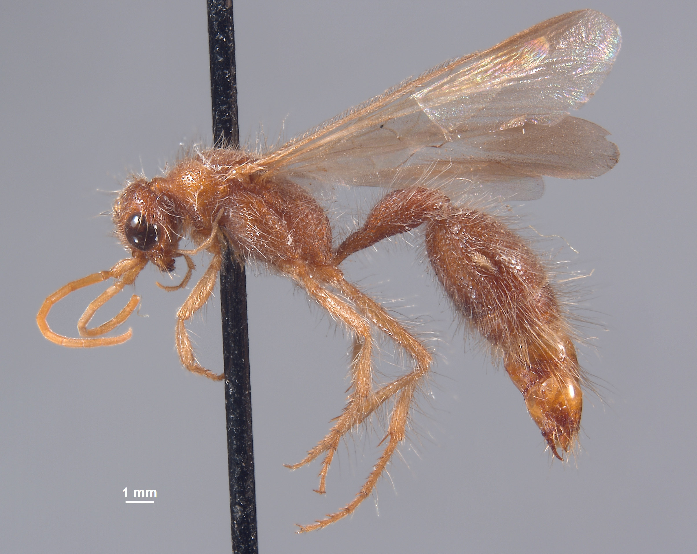 Chyphotes mandibularis image