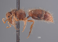 Chyphotes mandibularis image