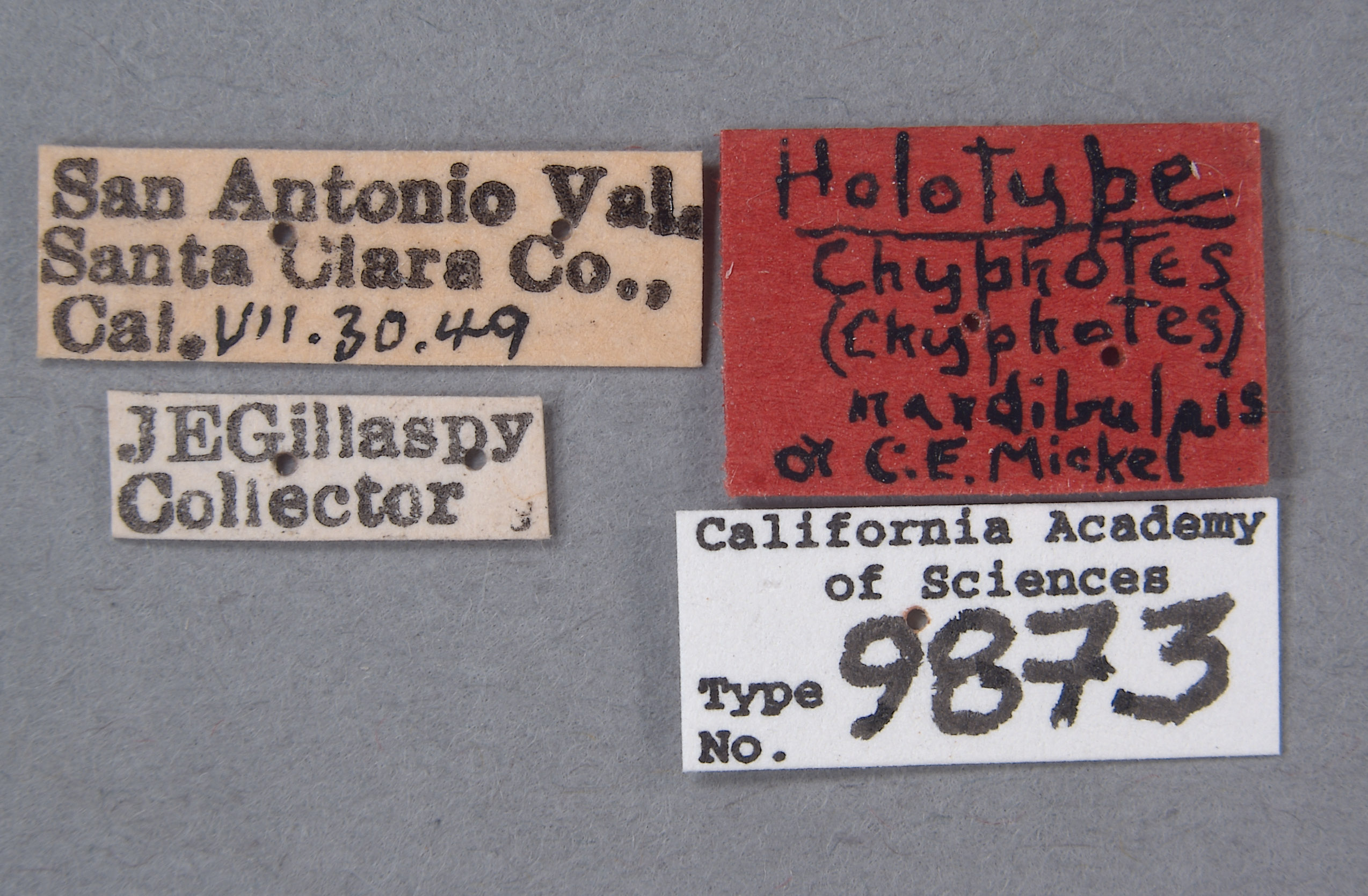 Chyphotes mandibularis image